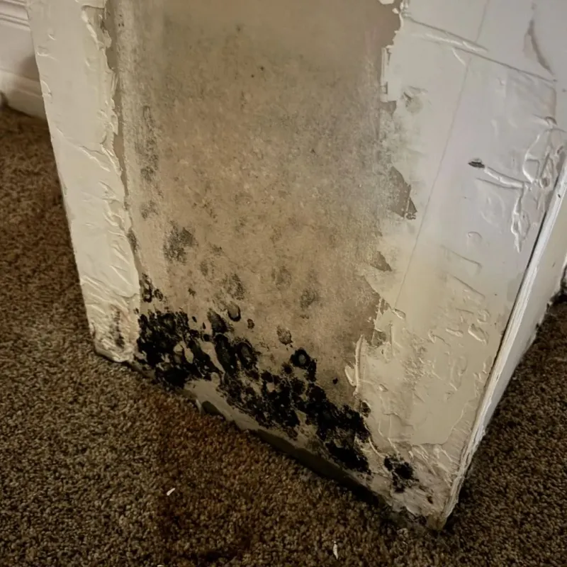 Professional Mold Removal in Waterloo, IA